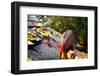 Rain Gutter Full of Autumn Leaves with a Football-soupstock-Framed Photographic Print