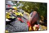 Rain Gutter Full of Autumn Leaves with a Football-soupstock-Mounted Photographic Print