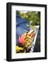 Rain Gutter Full of Autumn Leaves-soupstock-Framed Photographic Print