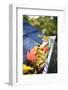 Rain Gutter Full of Autumn Leaves-soupstock-Framed Photographic Print