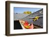 Rain Gutter Full of Autumn Leaves-soupstock-Framed Photographic Print