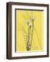 Rain Lily on Canary-Albert Koetsier-Framed Art Print