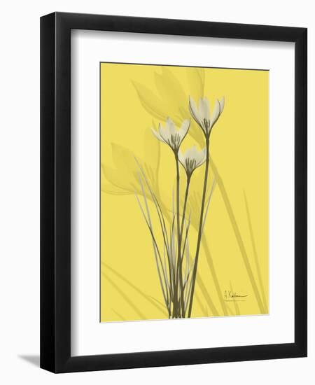 Rain Lily on Canary-Albert Koetsier-Framed Art Print