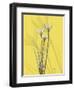 Rain Lily on Canary-Albert Koetsier-Framed Art Print
