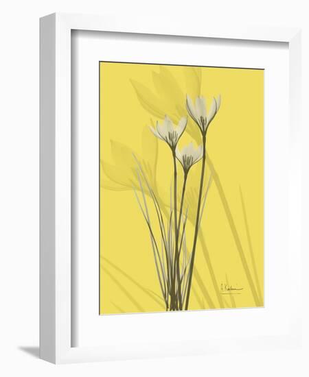 Rain Lily on Canary-Albert Koetsier-Framed Art Print