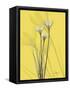 Rain Lily on Canary-Albert Koetsier-Framed Stretched Canvas