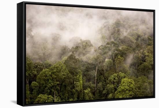 Rain Mist Rising from the Forest Canopy in Danum Valley-James Morgan-Framed Stretched Canvas