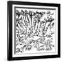 Rain of Frogs Recorded in 1355-null-Framed Giclee Print