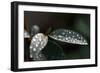 Rain Water Drops Sitting on the Grey Green Leaves of Eleagnus Angustifolia "Quicksilver"-Nigel Cattlin-Framed Photographic Print