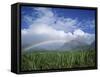 Rainbow Above Sugar Cane Field on Maui-James Randklev-Framed Stretched Canvas