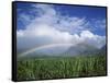 Rainbow Above Sugar Cane Field on Maui-James Randklev-Framed Stretched Canvas