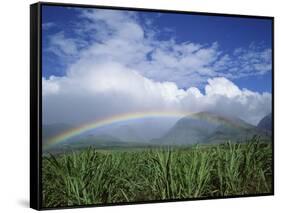 Rainbow Above Sugar Cane Field on Maui-James Randklev-Framed Stretched Canvas