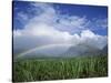 Rainbow Above Sugar Cane Field on Maui-James Randklev-Stretched Canvas