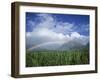 Rainbow Above Sugar Cane Field on Maui-James Randklev-Framed Premium Photographic Print