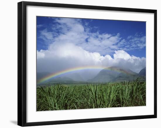 Rainbow Above Sugar Cane Field on Maui-James Randklev-Framed Photographic Print