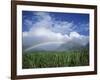 Rainbow Above Sugar Cane Field on Maui-James Randklev-Framed Photographic Print