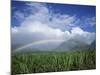 Rainbow Above Sugar Cane Field on Maui-James Randklev-Mounted Photographic Print