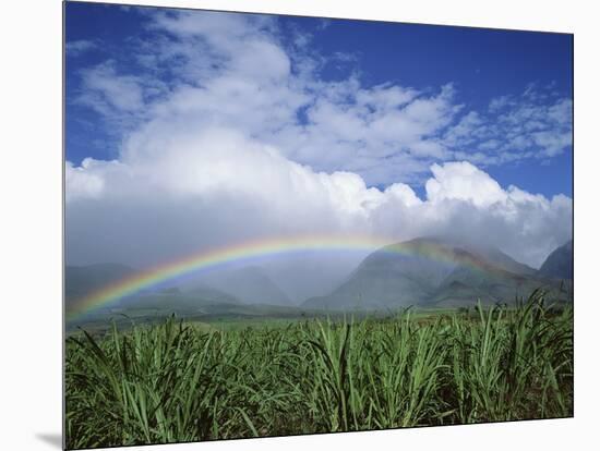 Rainbow Above Sugar Cane Field on Maui-James Randklev-Mounted Photographic Print