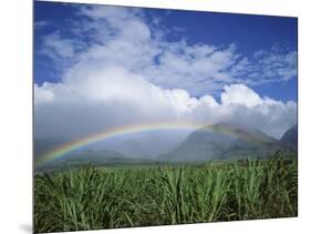 Rainbow Above Sugar Cane Field on Maui-James Randklev-Mounted Photographic Print