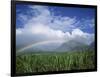 Rainbow Above Sugar Cane Field on Maui-James Randklev-Framed Photographic Print