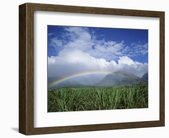 Rainbow Above Sugar Cane Field on Maui-James Randklev-Framed Photographic Print