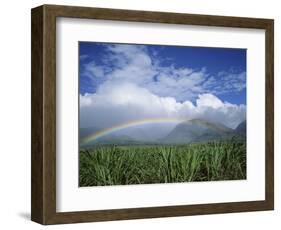 Rainbow Above Sugar Cane Field on Maui-James Randklev-Framed Photographic Print