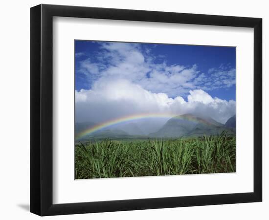 Rainbow Above Sugar Cane Field on Maui-James Randklev-Framed Photographic Print