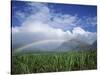 Rainbow Above Sugar Cane Field on Maui-James Randklev-Stretched Canvas