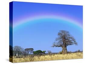 Rainbow and African baobab tree, Tarangire National Park, Tanzania-Adam Jones-Stretched Canvas