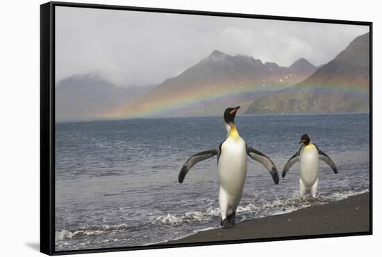 Rainbow and King Penguins on South Georgia Island-null-Framed Stretched Canvas