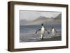 Rainbow and King Penguins on South Georgia Island-null-Framed Photographic Print