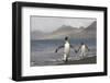 Rainbow and King Penguins on South Georgia Island-null-Framed Photographic Print