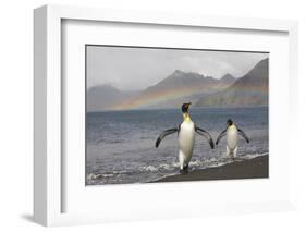 Rainbow and King Penguins on South Georgia Island-null-Framed Photographic Print
