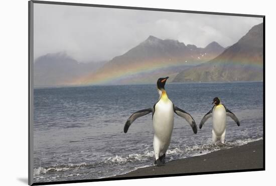 Rainbow and King Penguins on South Georgia Island-null-Mounted Photographic Print