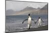 Rainbow and King Penguins on South Georgia Island-null-Mounted Photographic Print