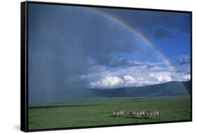 Rainbow Arches over Common Zebras-W. Perry Conway-Framed Stretched Canvas