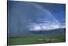 Rainbow Arches over Common Zebras-W. Perry Conway-Stretched Canvas