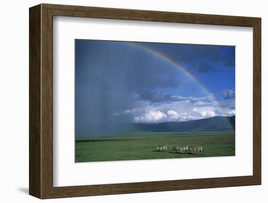 Rainbow Arches over Common Zebras-W. Perry Conway-Framed Photographic Print