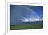 Rainbow Arches over Common Zebras-W. Perry Conway-Framed Photographic Print