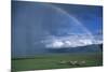 Rainbow Arches over Common Zebras-W. Perry Conway-Mounted Photographic Print