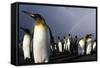 Rainbow Behind King Penguin Colony on Saint Andrews Bay-null-Framed Stretched Canvas