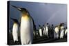 Rainbow Behind King Penguin Colony on Saint Andrews Bay-null-Stretched Canvas