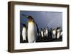 Rainbow Behind King Penguin Colony on Saint Andrews Bay-null-Framed Photographic Print