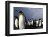 Rainbow Behind King Penguin Colony on Saint Andrews Bay-null-Framed Photographic Print