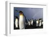 Rainbow Behind King Penguin Colony on Saint Andrews Bay-null-Framed Photographic Print