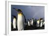 Rainbow Behind King Penguin Colony on Saint Andrews Bay-null-Framed Photographic Print