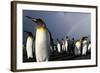 Rainbow Behind King Penguin Colony on Saint Andrews Bay-null-Framed Photographic Print