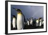 Rainbow Behind King Penguin Colony on Saint Andrews Bay-null-Framed Photographic Print