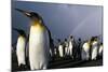 Rainbow Behind King Penguin Colony on Saint Andrews Bay-null-Mounted Photographic Print