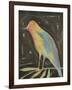 Rainbow Bird-Tim Nyberg-Framed Giclee Print